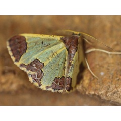 /filer/webapps/moths/media/images/F/flavicosta_Zamarada_A_Voaden.jpg