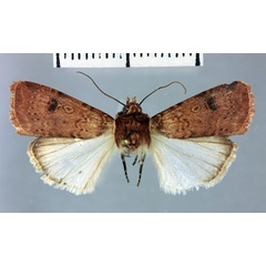 /filer/webapps/moths/media/images/C/confluxa_Amazonides_AF_MNHN.jpg