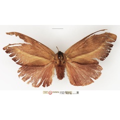 /filer/webapps/moths/media/images/D/dallana_Pachypasa_HT_NHMUK.jpg