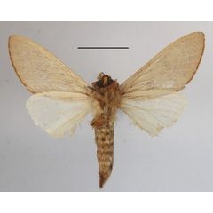 /filer/webapps/moths/media/images/B/badia_Janinthisca_A_MGCLb_01.JPG