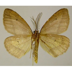 /filer/webapps/moths/media/images/S/sparsipuncta_Hylemera_AM_ZSMb.jpg