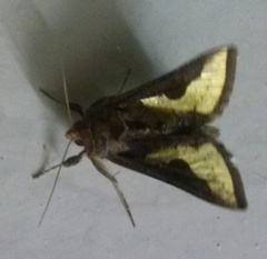 /filer/webapps/moths/media/images/O/orichalcea_Trichoplusia_A_Haba_02.jpg