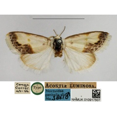 /filer/webapps/moths/media/images/L/luminosa_Acontia_HT_NHMUK.jpg