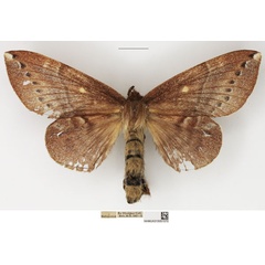 /filer/webapps/moths/media/images/L/leonina_Closterothrix_AF_NHMUK.jpg
