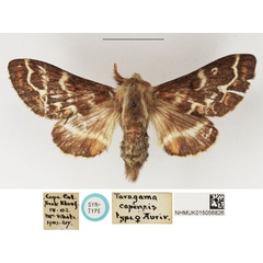 /filer/webapps/moths/media/images/C/capensis_Taragama_STF_NHMUK.jpg