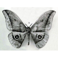 /filer/webapps/moths/media/images/G/gschwandneri_Nudaurelia_STM_Rebel_1917b_6-2.jpg
