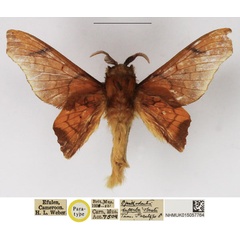 /filer/webapps/moths/media/images/O/obusta_Opisthodontia_PTM_NHMUK.jpg