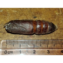 /filer/webapps/moths/media/images/C/chanleri_Metajana_P_Mateke_04.jpg