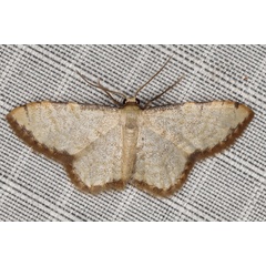 /filer/webapps/moths/media/images/S/sublimbaria_Idaea_A_Heyns_01.JPG