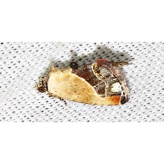 /filer/webapps/moths/media/images/B/bethunebakeri_Maliattha_A_Braun_04.jpg