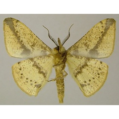 /filer/webapps/moths/media/images/M/melanops_Psilocerea_AM_ZSMb.jpg