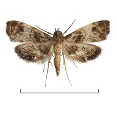 /filer/webapps/moths/media/images/F/fuscalis_Paracataclysta_AM_Agassiz.jpg