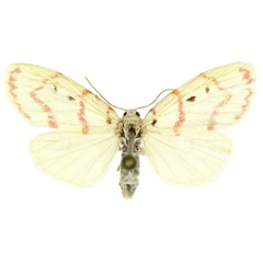 /filer/webapps/moths/media/images/S/suessmuthi_Cyana_AF_ANHRT.jpg