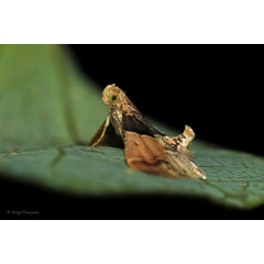 /filer/webapps/moths/media/images/P/pictalis_Pyralis_A_Pasquasy.jpg