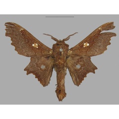 /filer/webapps/moths/media/images/T/tripunctata_Mimopacha_HT_MfN.jpg