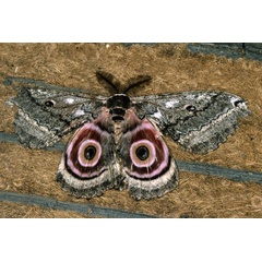 /filer/webapps/moths/media/images/M/maja_Gynanisa_A_Roland_01.jpg