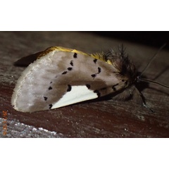 /filer/webapps/moths/media/images/N/notata_Laelapia_A_Bippus.jpg