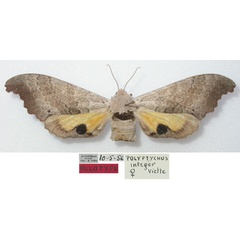 /filer/webapps/moths/media/images/I/integer_Gynoeryx_AF_MNHN.jpg