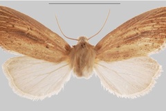 Sesamia inexpectata