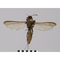 /filer/webapps/moths/media/images/T/typica_Similipepsis_AF_RMCA.jpg