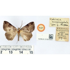 /filer/webapps/moths/media/images/M/mesonephele_Ophiusa_HT_BMNH.jpg