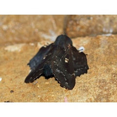/filer/webapps/moths/media/images/S/similis_Mimopacha_A_Voaden.jpg