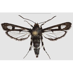 /filer/webapps/moths/media/images/N/nimbaensis_Crinipus_PTF_SMNSa.jpg