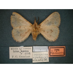 /filer/webapps/moths/media/images/N/nigromaculata_Chrysopoloma_HT_RMCA_02.jpg