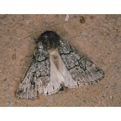 /filer/webapps/moths/media/images/E/enigma_Leucochlaena_A_Roland_01.jpg