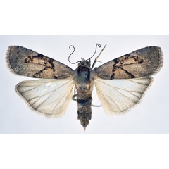 /filer/webapps/moths/media/images/V/varians_Mesogenea_AF_NHMO_02.jpg