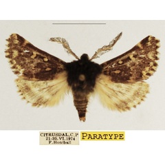 /filer/webapps/moths/media/images/F/fulviguttata_Ulochlaena_PTM_TMSA_04.jpg
