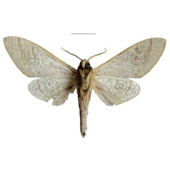 /filer/webapps/moths/media/images/K/kleineri_Neoclanis_HT_EMEMb.jpg