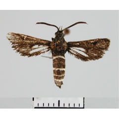 /filer/webapps/moths/media/images/A/adumbrata_Thyranthrene_HT_SMNS.jpg