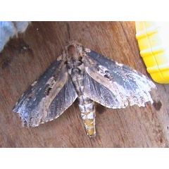 /filer/webapps/moths/media/images/E/elephas_Strigocossus_A_Guyonnet.jpg