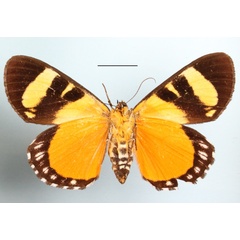 /filer/webapps/moths/media/images/T/tigrina_Aegocera_AF_MGCLb_01.JPG