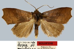 Acripia megalesia
