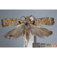 /filer/webapps/moths/media/images/M/marmorata_Dichomeris_HTM_NHMUK.jpg