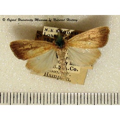 /filer/webapps/moths/media/images/E/epunctifera_Sesamia_A_OUMNH_01.jpg