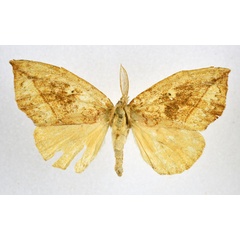 /filer/webapps/moths/media/images/O/ogovensis_Paratrotonotus_AF_NHMO.jpg
