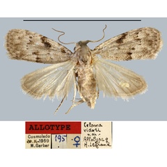 /filer/webapps/moths/media/images/V/vidoti_Celama_AT_MNHN.jpg