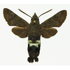 /filer/webapps/moths/media/images/A/alterhirundo_Leucostrophus_AM_Basquin_02.jpg