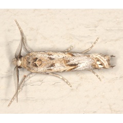 /filer/webapps/moths/media/images/B/brevivittalis_Prionapteryx_AM_Heynsb.jpg