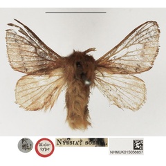 /filer/webapps/moths/media/images/S/sobria_Nyssia_HT_NHMUK.jpg