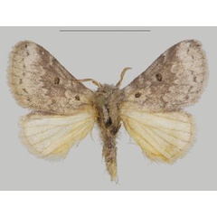 /filer/webapps/moths/media/images/S/sophia_Auripluvia_PTM_USTTB_03.jpg