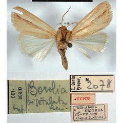 /filer/webapps/moths/media/images/B/bisetulata_Borolia_HT_MSNM.jpg