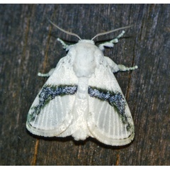 /filer/webapps/moths/media/images/C/chionostola_Afraltha_A_Roland_01.jpg