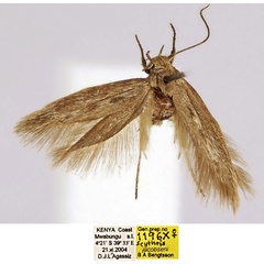 /filer/webapps/moths/media/images/J/jacobseni_Scythris_HT_BMNH_sDSeBXC.jpg