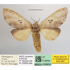 /filer/webapps/moths/media/images/T/trisignata_Tricholoba_A_MGCLa_01.JPG