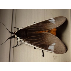 /filer/webapps/moths/media/images/E/extranea_Casphalia_A_Staley.jpg