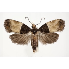 /filer/webapps/moths/media/images/S/sophrona_Conaspasia_AF_RMCA.jpg